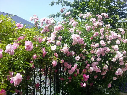 IMG01607.jpg