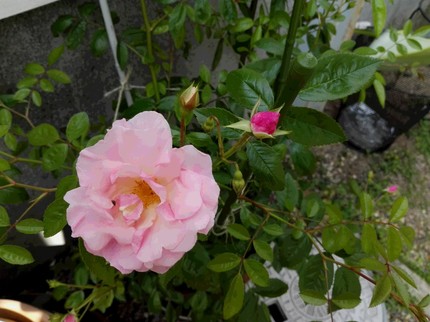 IMG_20180430_093236.jpg